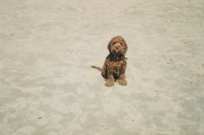 Vintage photograph of a brown cavapoo dog on the beach