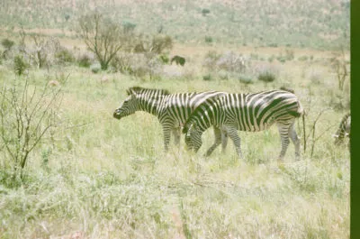 Vintage film photograph of two zebras in bushlands