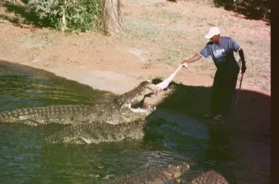 Vintage film photograph of a man feeding crocodiles 